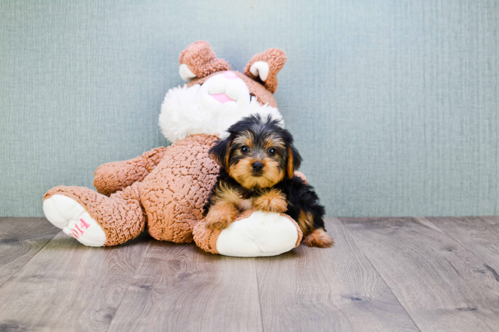 Meet Snickers - our Yorkshire Terrier Puppy Photo 