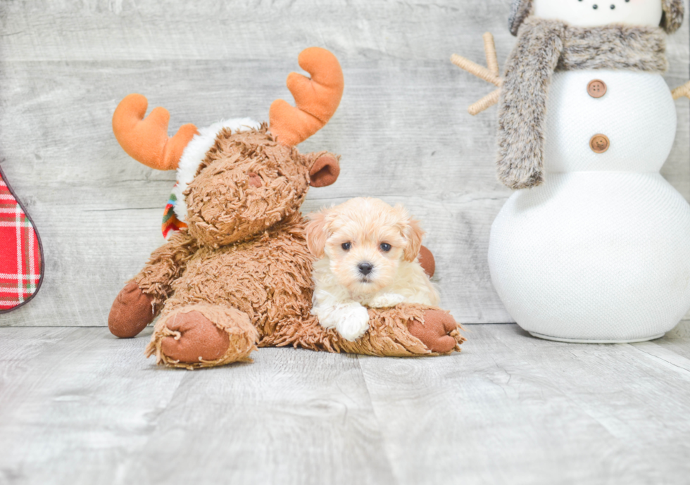 Happy Maltipoo Baby