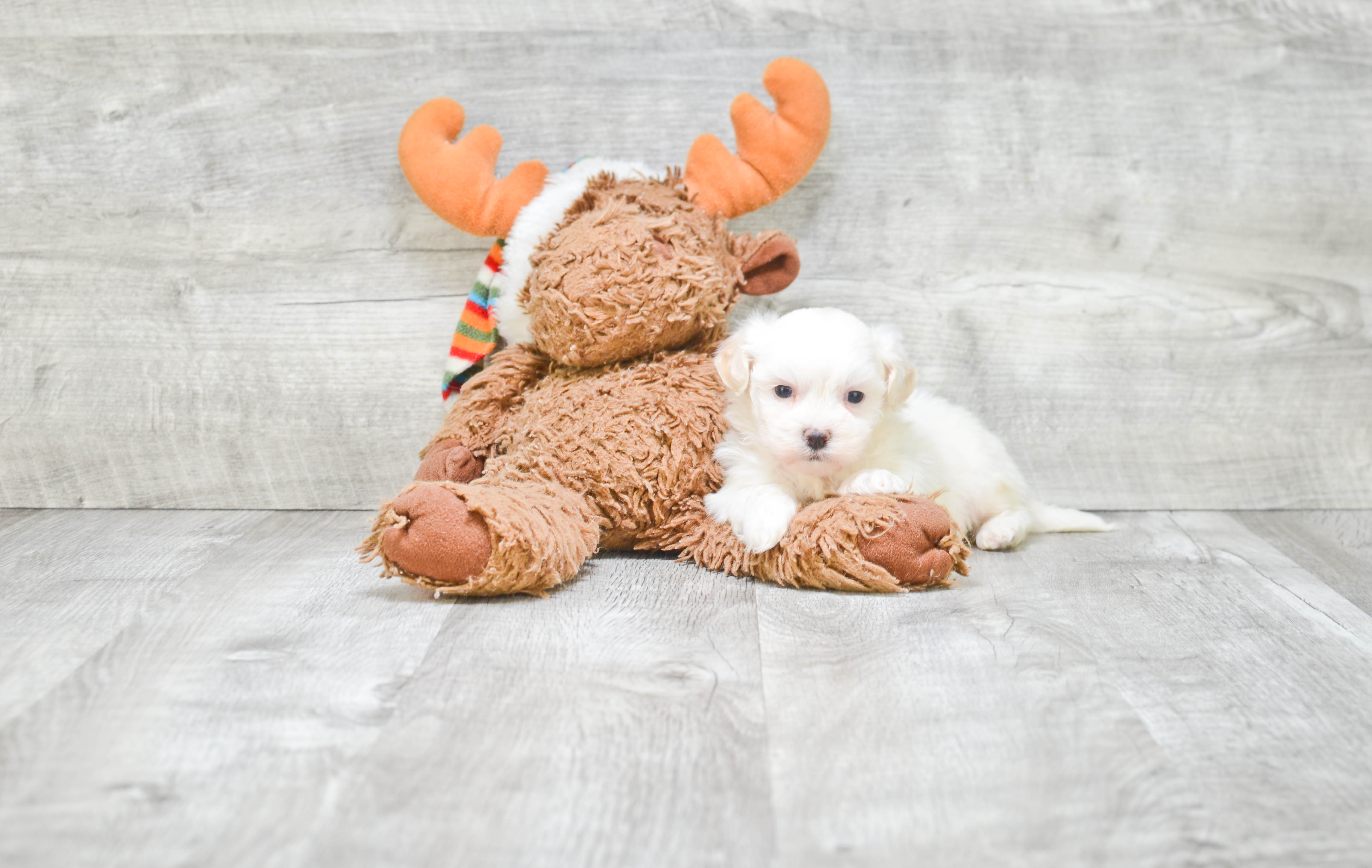 Energetic Shi Chon Designer Puppy
