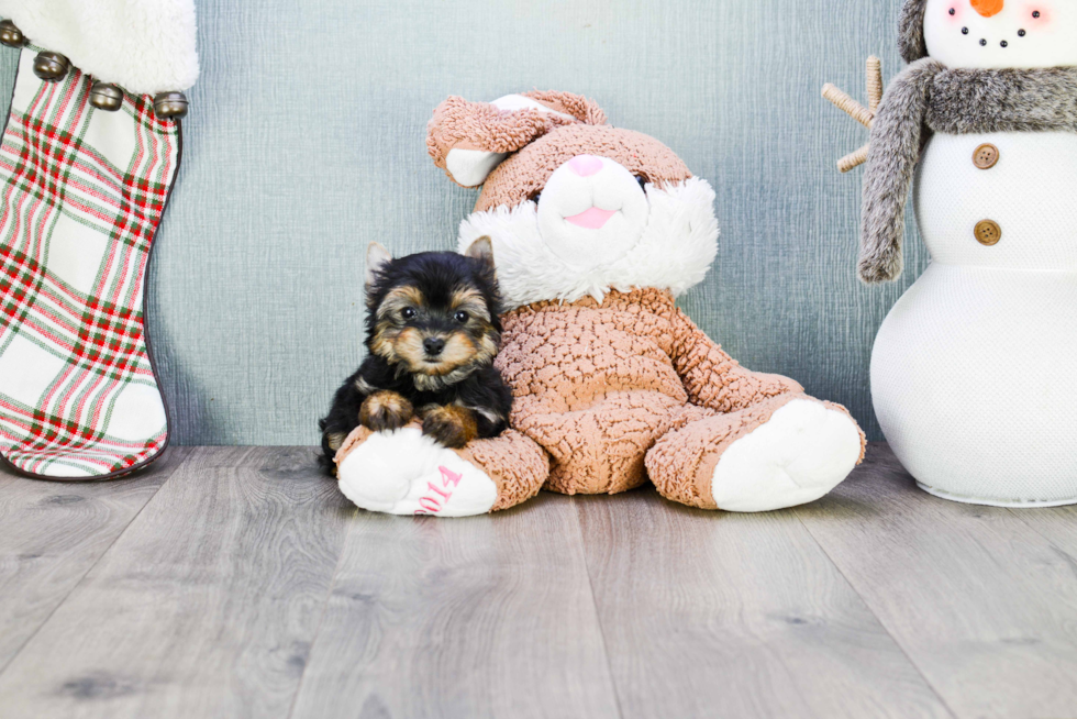 Meet Beckham - our Yorkshire Terrier Puppy Photo 