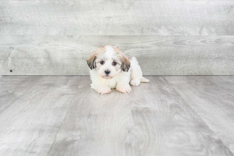 Hypoallergenic Havanese Baby