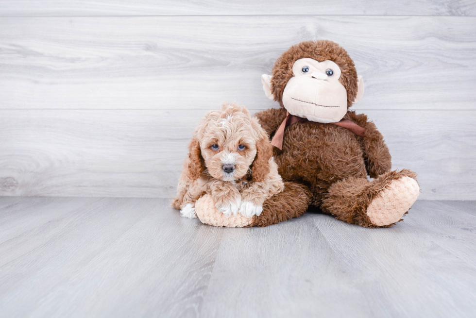 Funny Cockapoo Poodle Mix Pup