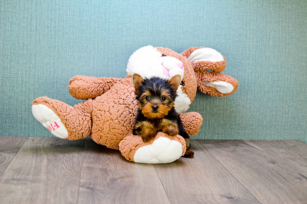 Meet Ronaldo - our Yorkshire Terrier Puppy Photo 