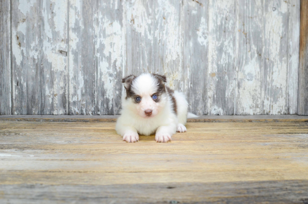 Funny Pomsky Designer Pup