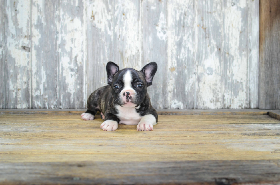 French Bulldog Puppy for Adoption