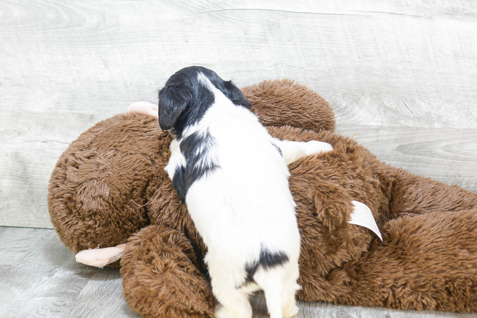 Cavachon Puppy for Adoption