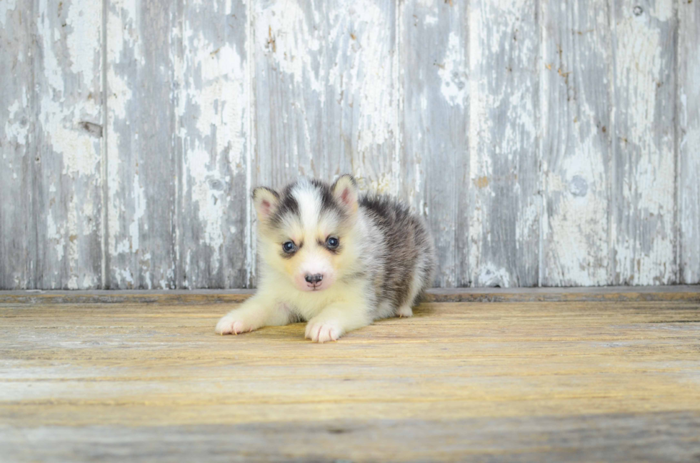 Petite Pomsky Designer Pup