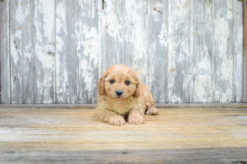 Best Cavachon Baby