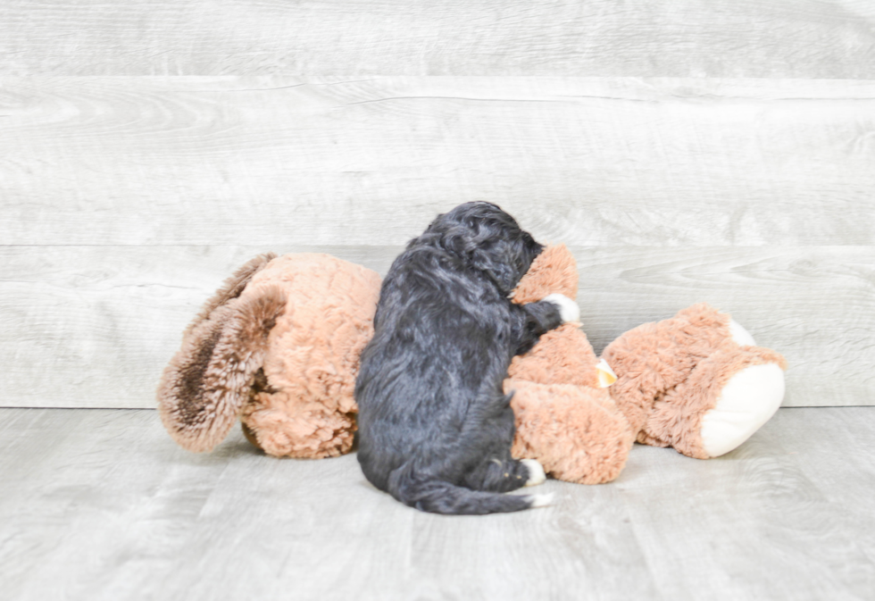 Mini Bernedoodle Pup Being Cute