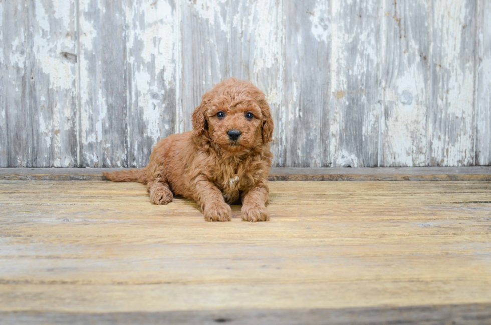 Mini Goldendoodle Puppy for Adoption