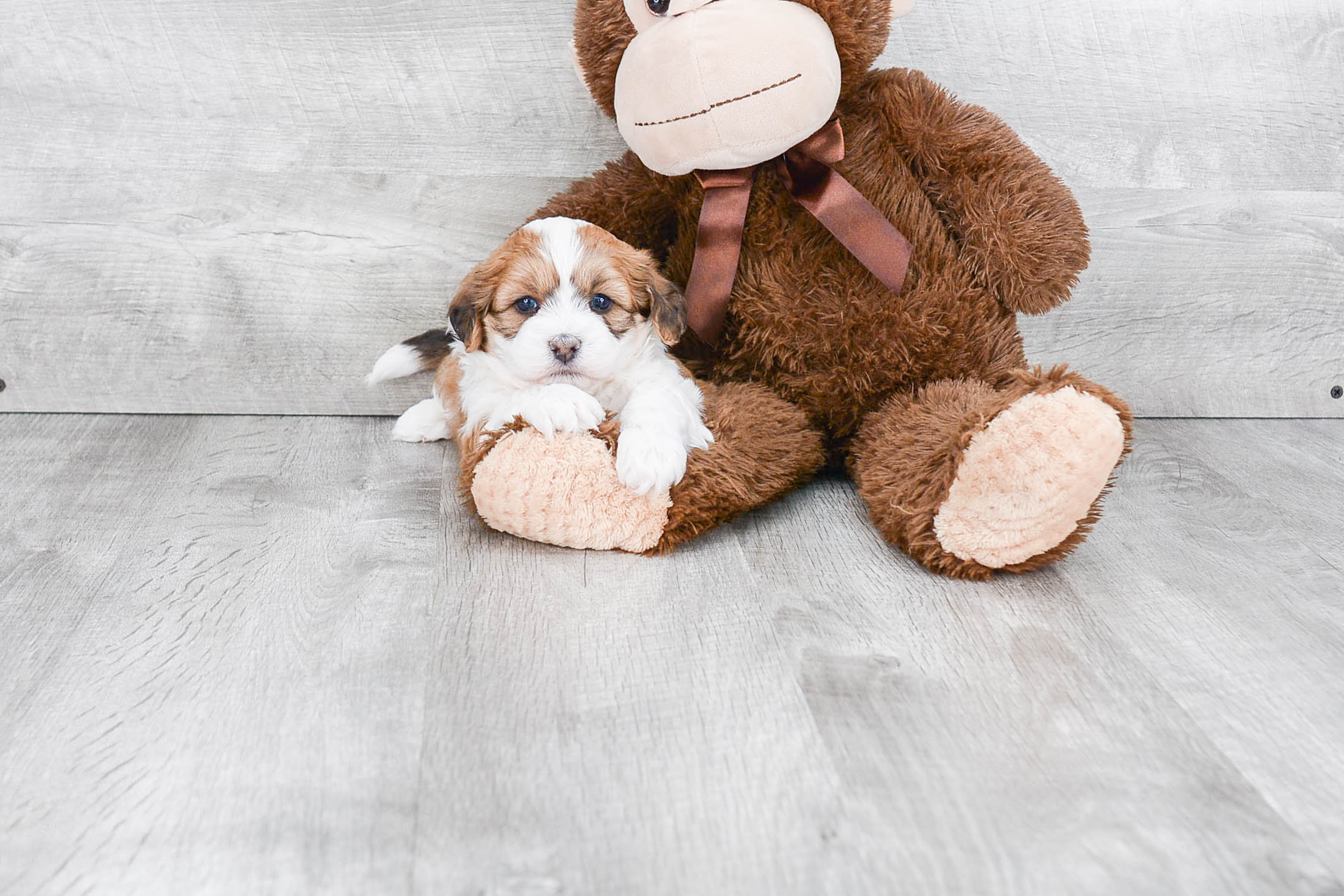 Energetic Shitzu Designer Puppy