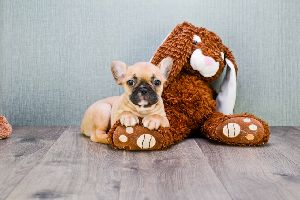 Sweet Frenchie Purebred Puppy