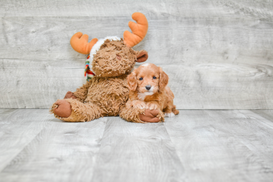 Smart Cavapoo Poodle Mix Pup