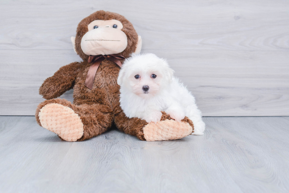 Maltese Pup Being Cute
