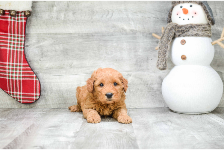 Cute Mini Goldendoodle Baby