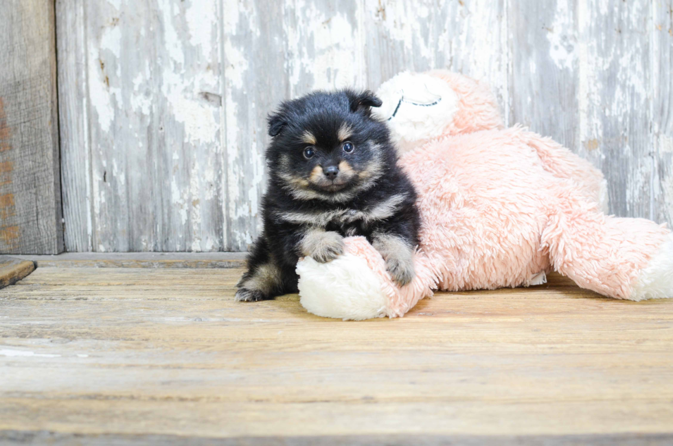 Little Pomeranian Purebred Pup