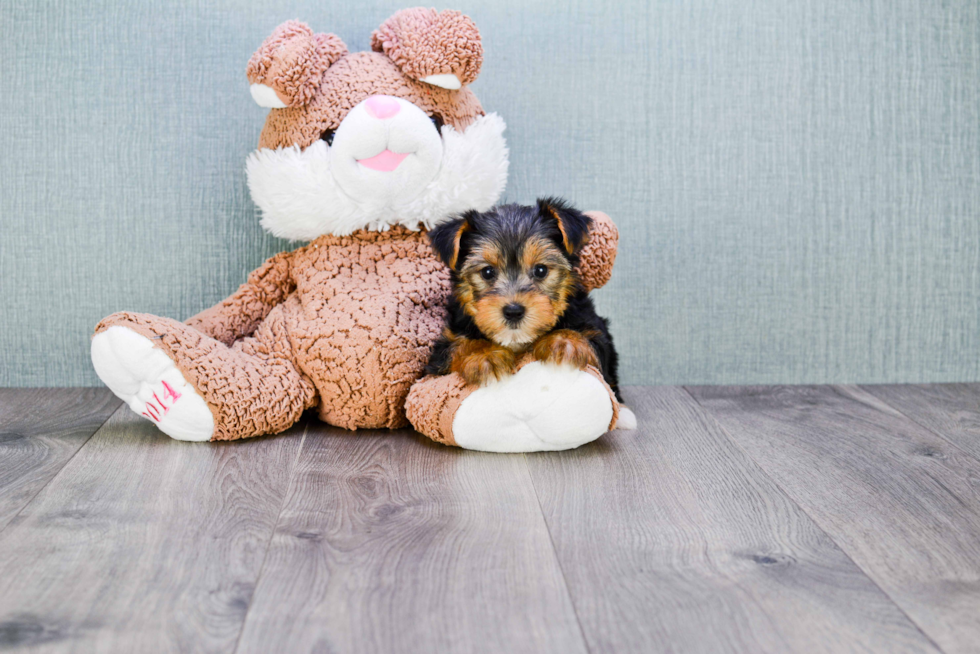 Meet Bronze - our Yorkshire Terrier Puppy Photo 