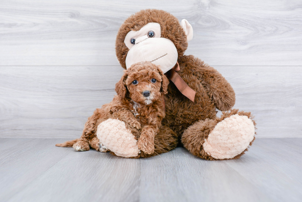 Sweet Cockapoo Baby