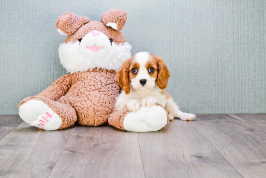 Happy Cavalier King Charles Spaniel Purebred Puppy