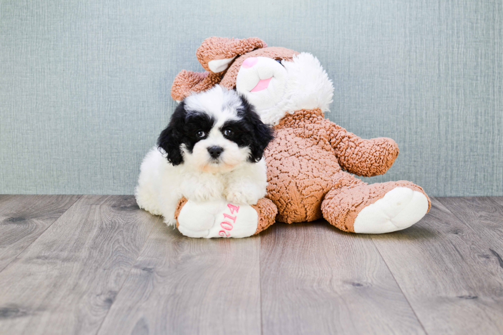 Teddy Bear Pup Being Cute