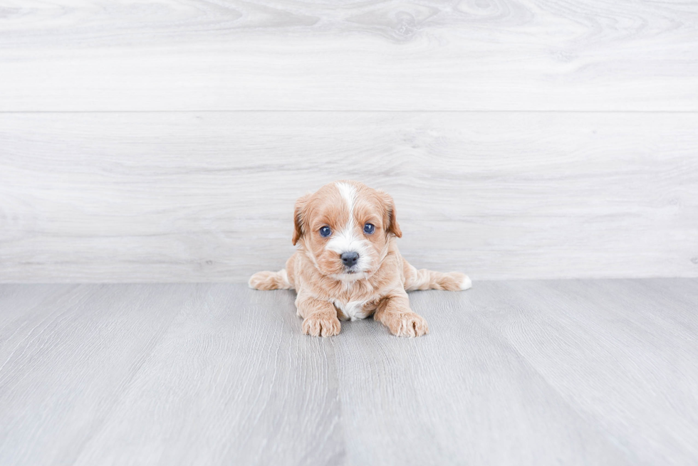 Cavapoo Puppy for Adoption