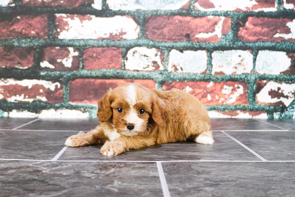 Sweet Cavapoo Baby