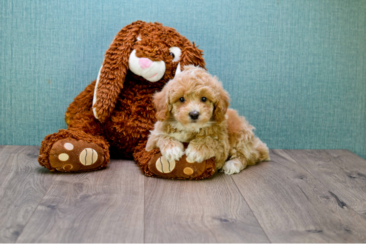Friendly Cavapoo Baby