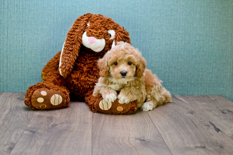 Friendly Cavapoo Baby