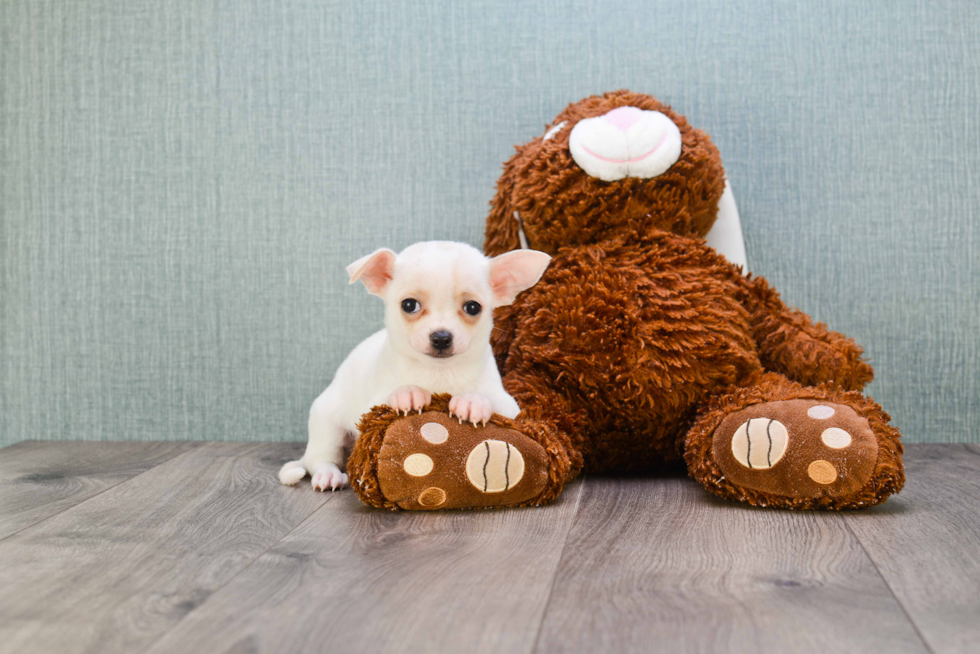 Chihuahua Pup Being Cute