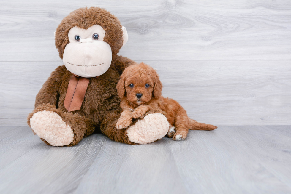 Friendly Cavapoo Baby