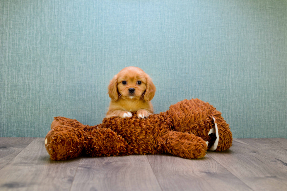 Sweet Cavachon Baby