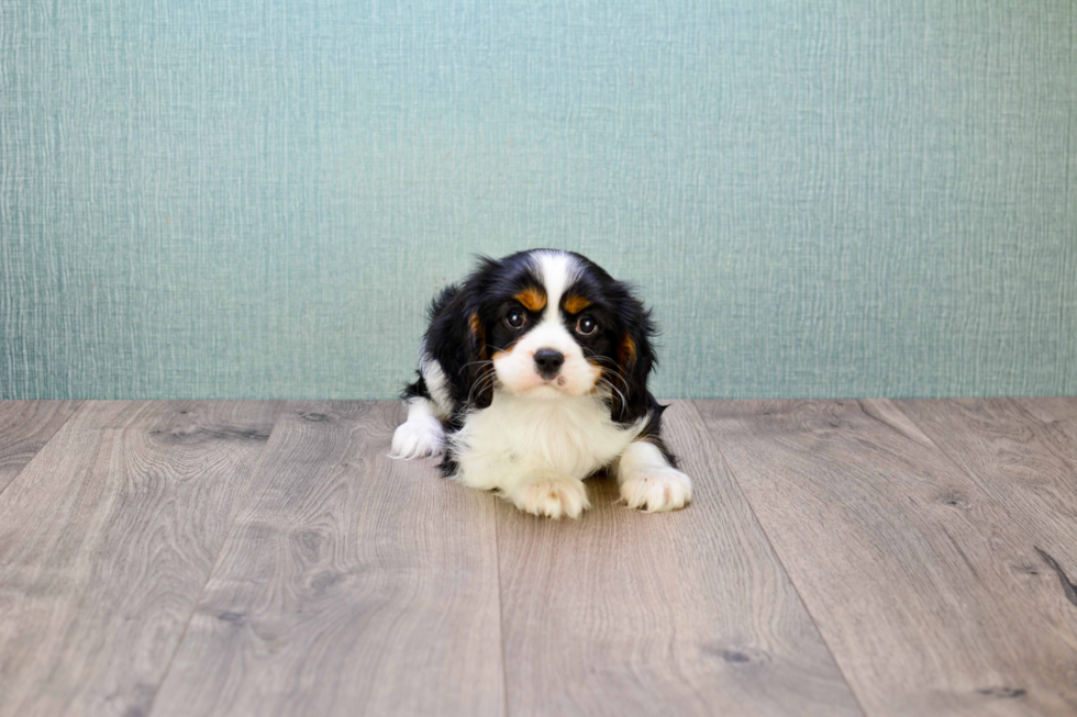 Fluffy Cavalier King Charles Spaniel Purebred Puppy