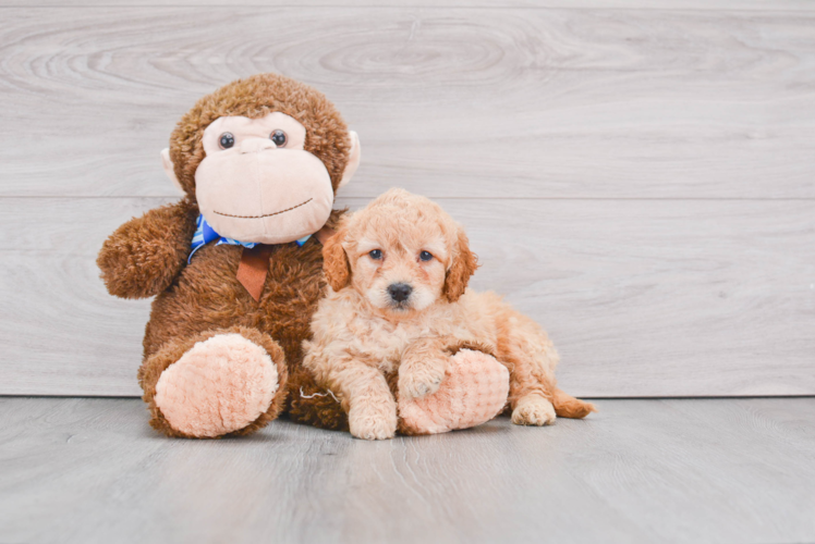 Adorable Golden Retriever Poodle Mix Puppy
