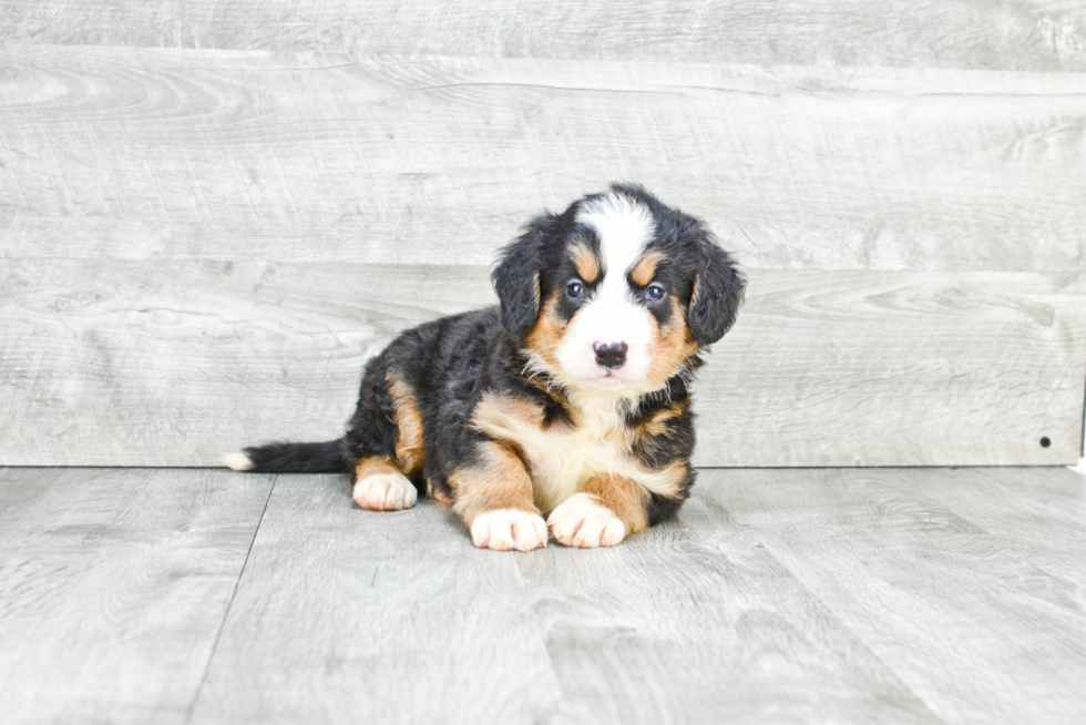 Small Mini Bernedoodle Baby