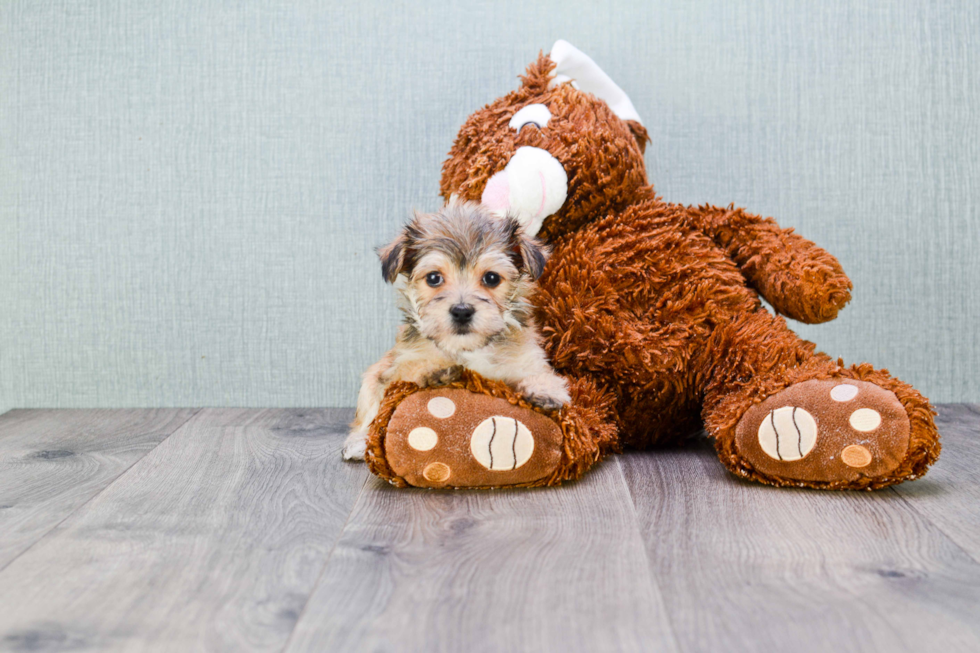 Best Morkie Baby