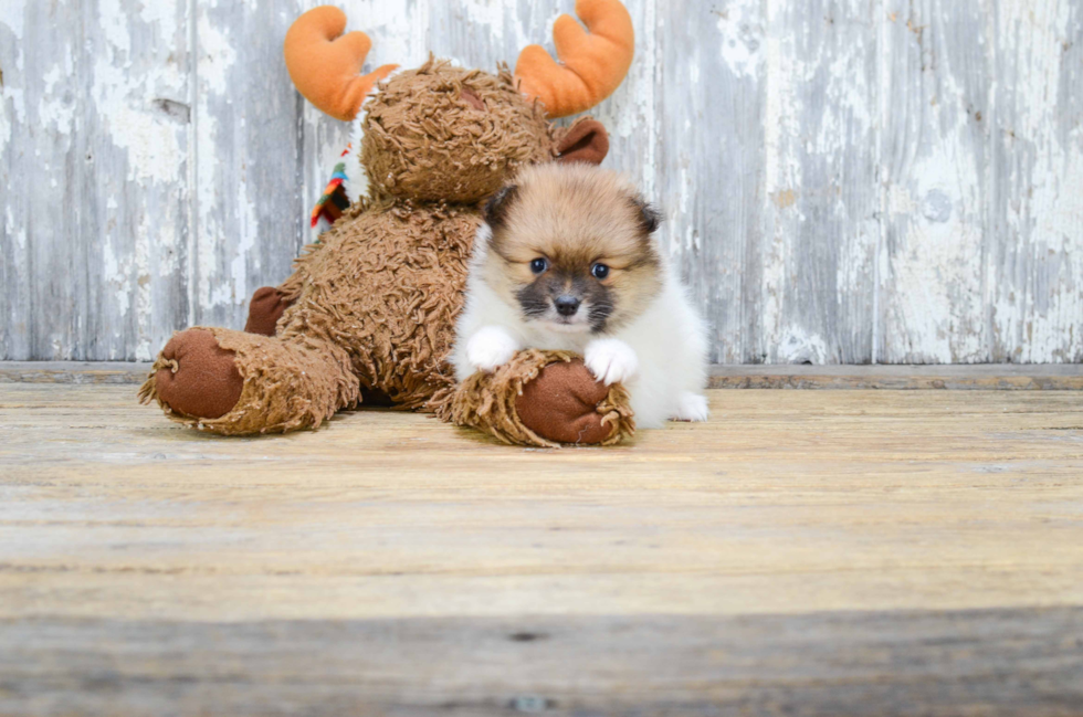 Hypoallergenic Pomeranian Purebred Pup