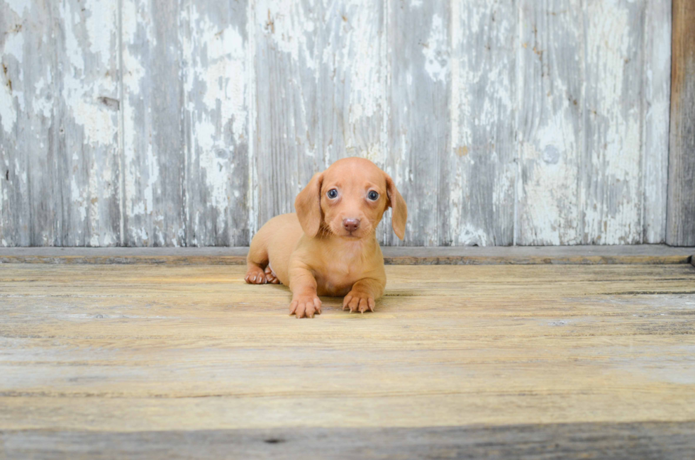 Cute Dachshund Purebred Puppy