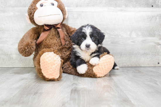 Best Mini Bernedoodle Baby