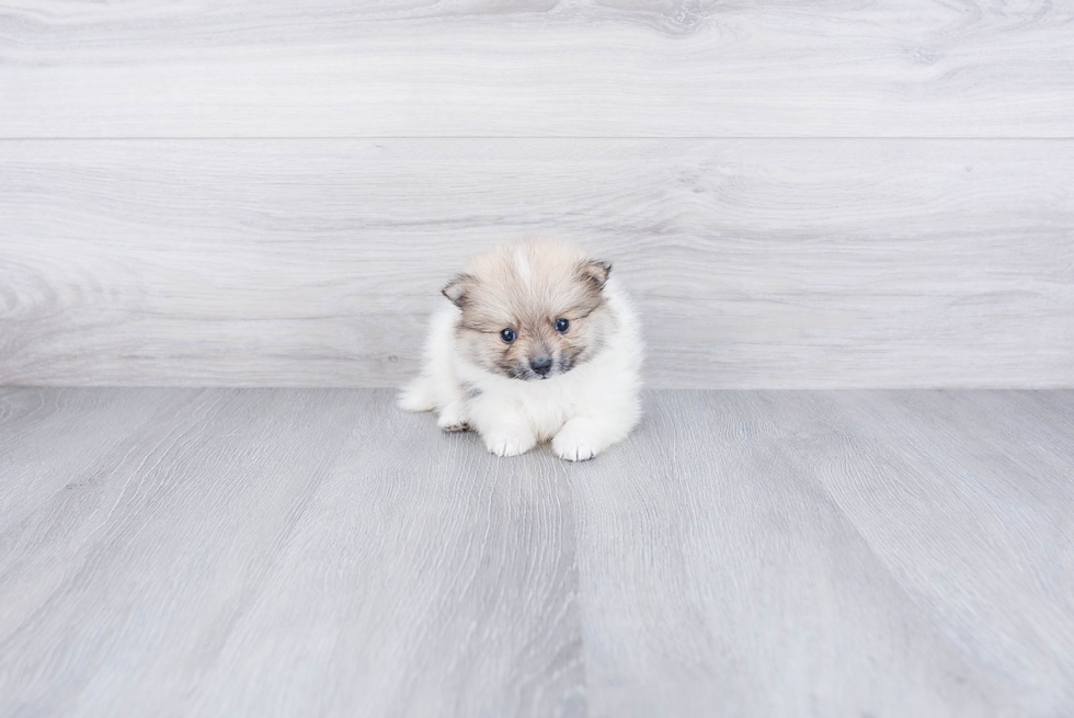 Sweet Pomeranian Purebred Puppy