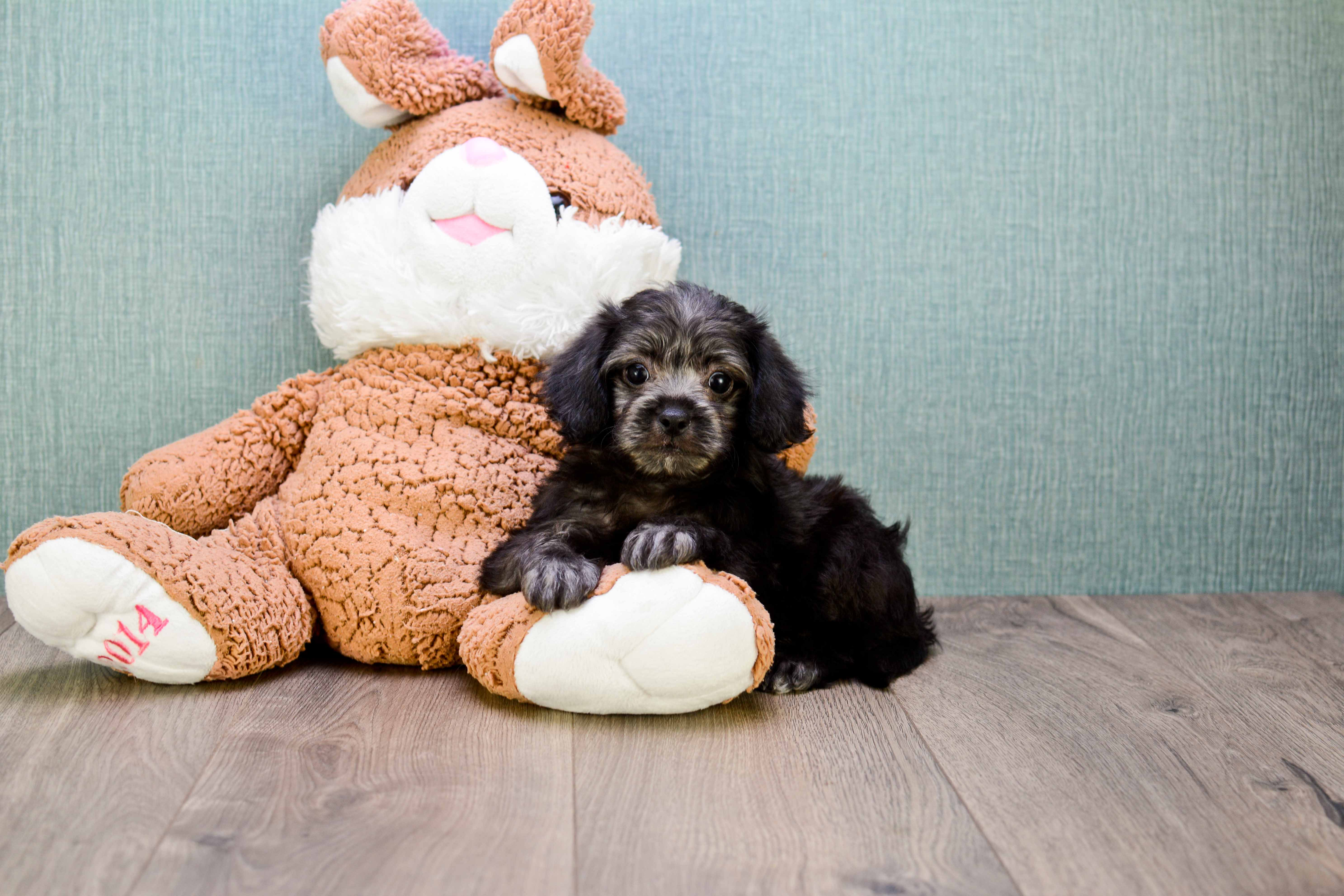 Adorable Yorkie Doodle Poodle Mix Puppy