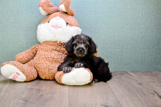 Adorable Yorkie Doodle Poodle Mix Puppy