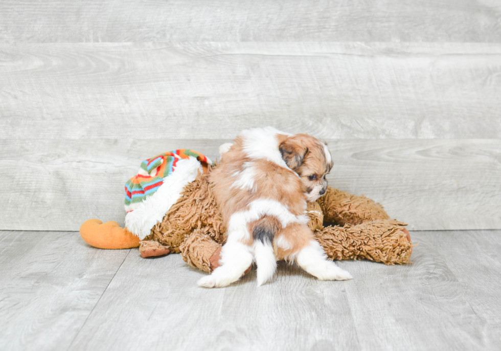 Friendly Teddy Bear Baby