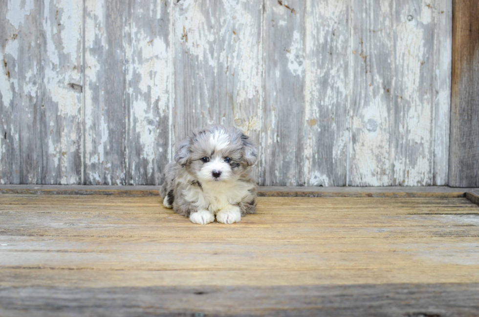 Mini Aussiedoodle Pup Being Cute