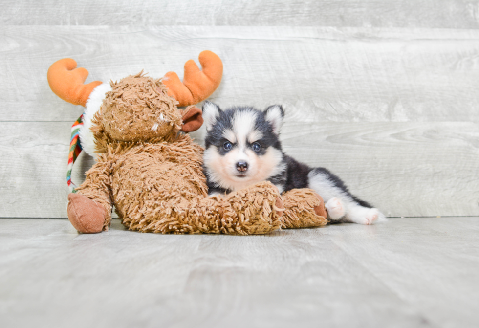 Small Pomsky Baby