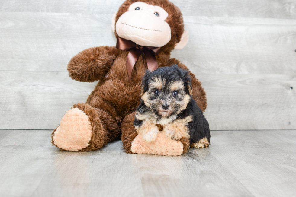 Morkie Pup Being Cute