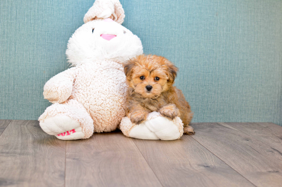 Adorable Yorkie Designer Puppy