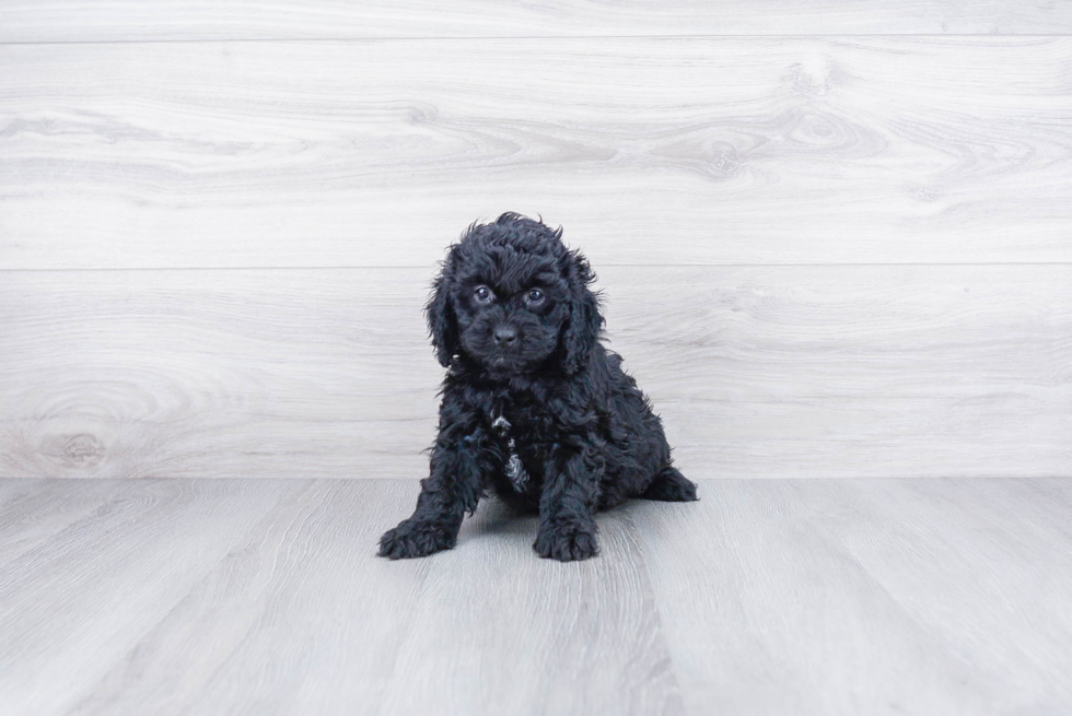 Friendly Cockapoo Baby