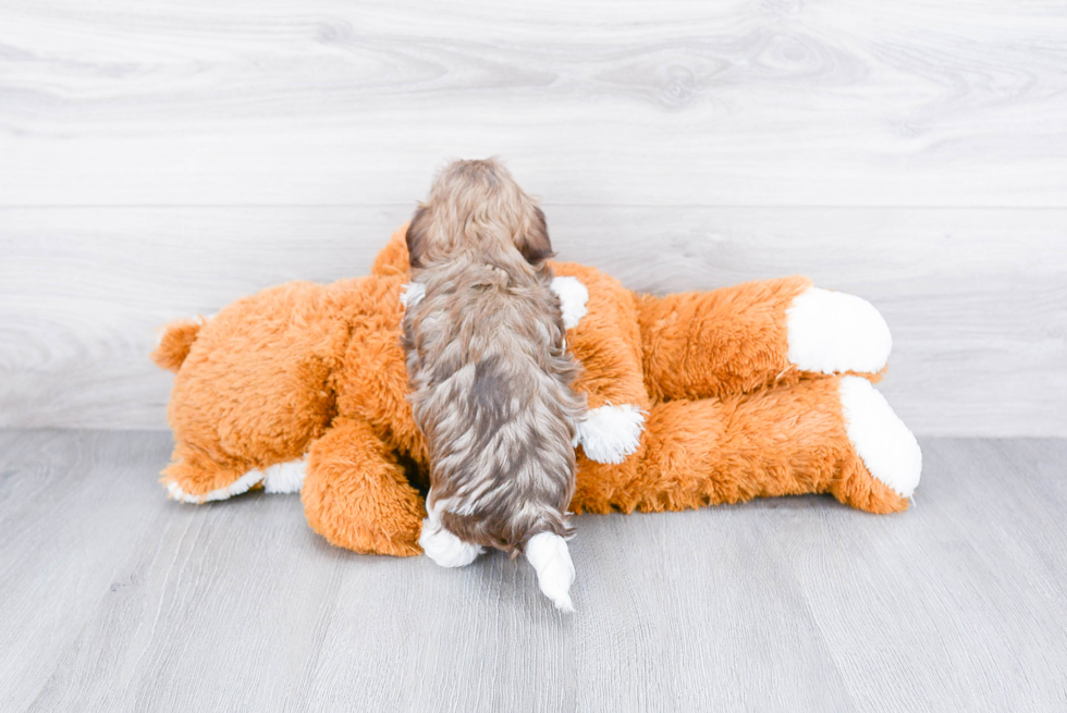 Best Havanese Baby