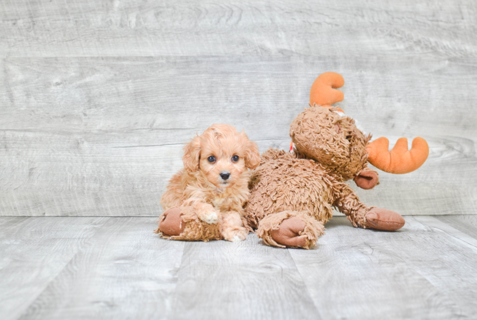 Fluffy Cavapoo Poodle Mix Pup