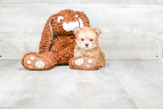 Friendly Morkie Baby